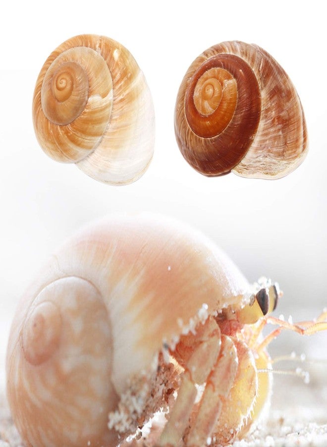 Besimple 4 Pack Large Hermit Crab Shells, Muffin Snail, Turbo, Giant Land Snail | Hermit Crab House for Fish Tank Aquarium Decoration, Beach Home Decor, Wedding Centerpieces, 2.75"-3" - Image 5